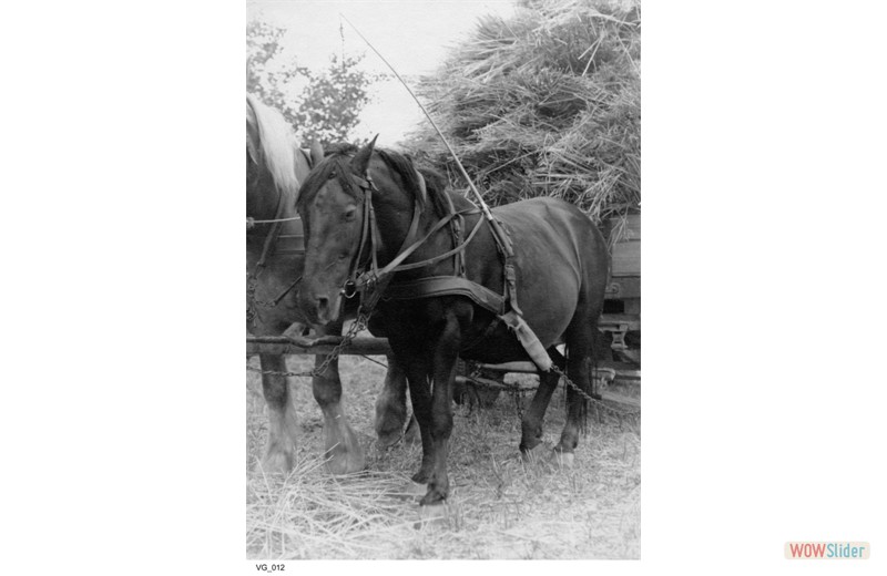 gutshausmarienfelde_vg_012